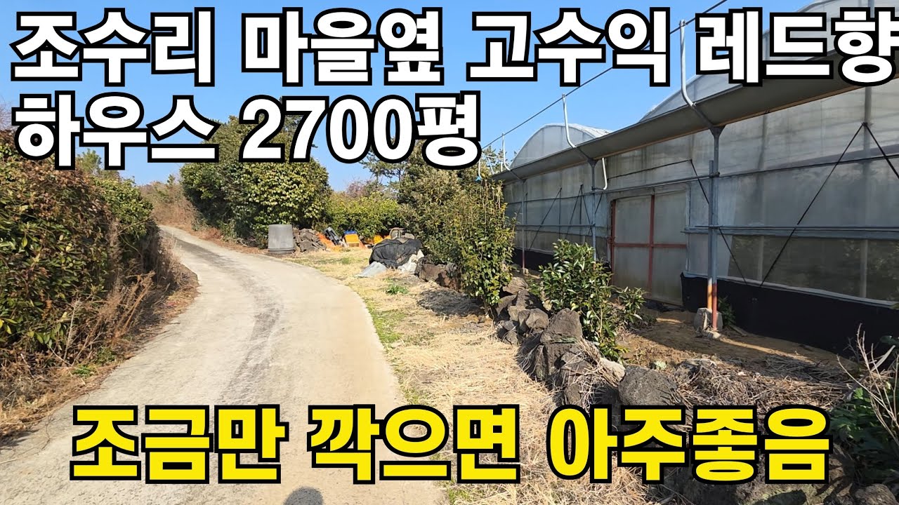 제주시 한경면 조스리 고수익 레드향 하웃 2700평 급매 010 4436 0401 #제주도 부동산 토지 매매 #급매물