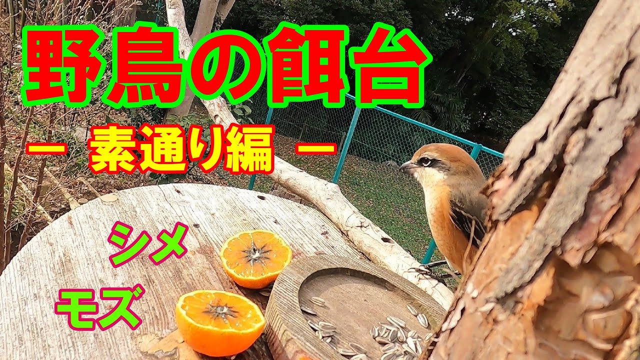 野鳥の餌台（シメ・モズ）～GoProでの撮影～