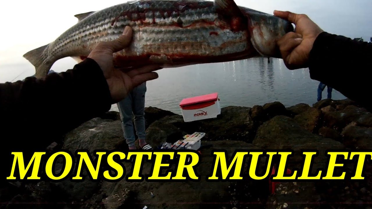 CATCHING 5.KG MONSTER MULLET