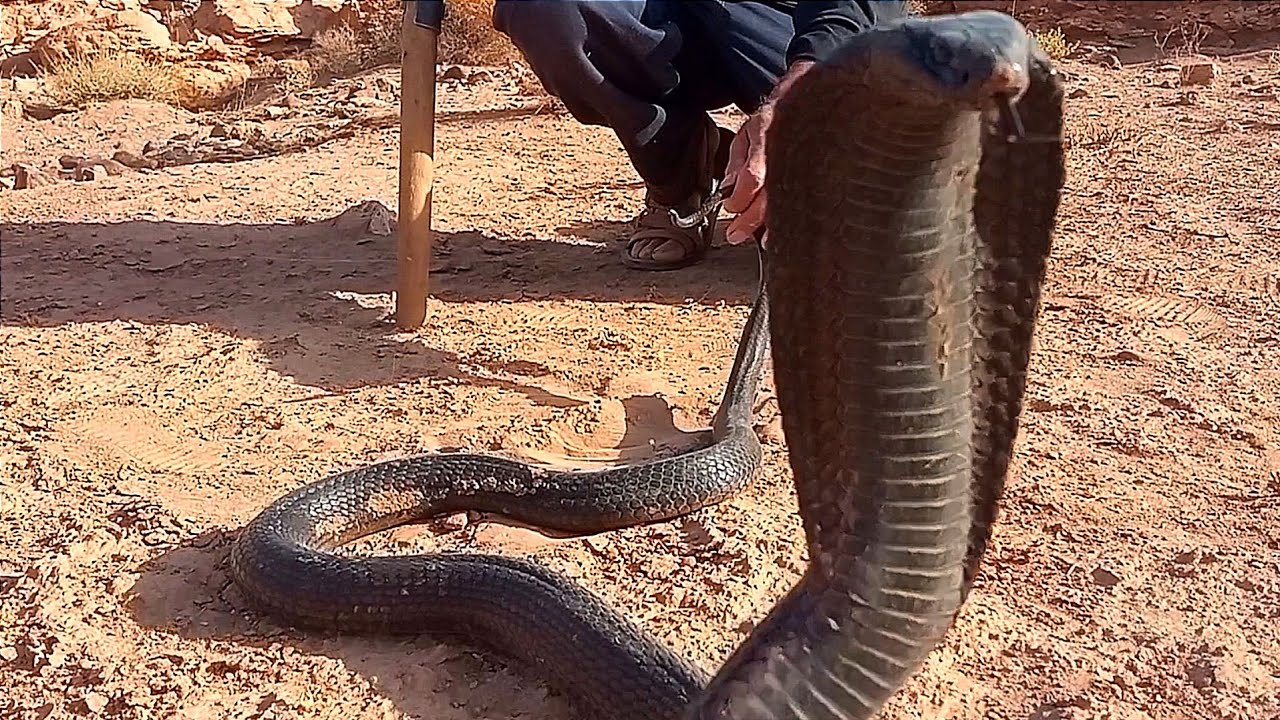 شوفو أكبر كبرى شدها سي ابراهيم فهاد الموسم 😱🐍