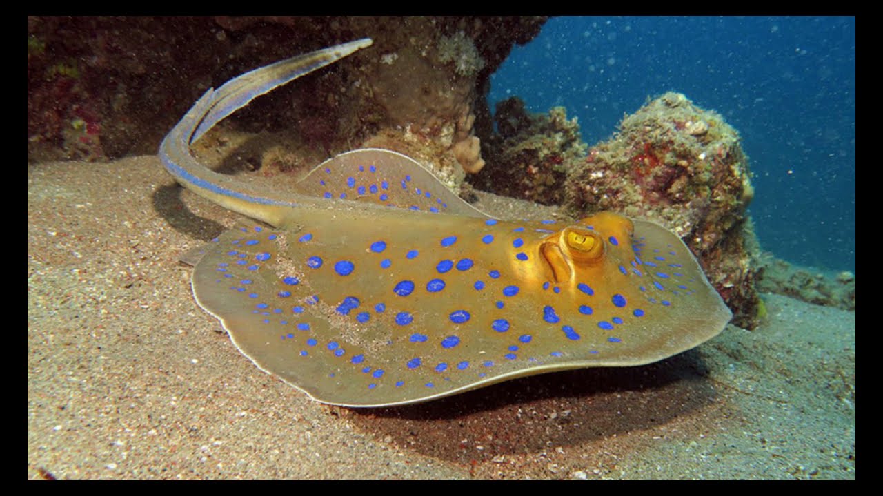 5 Aquatic Animals That Produce Deadly Electricity | Animals that use electricity as a weapon