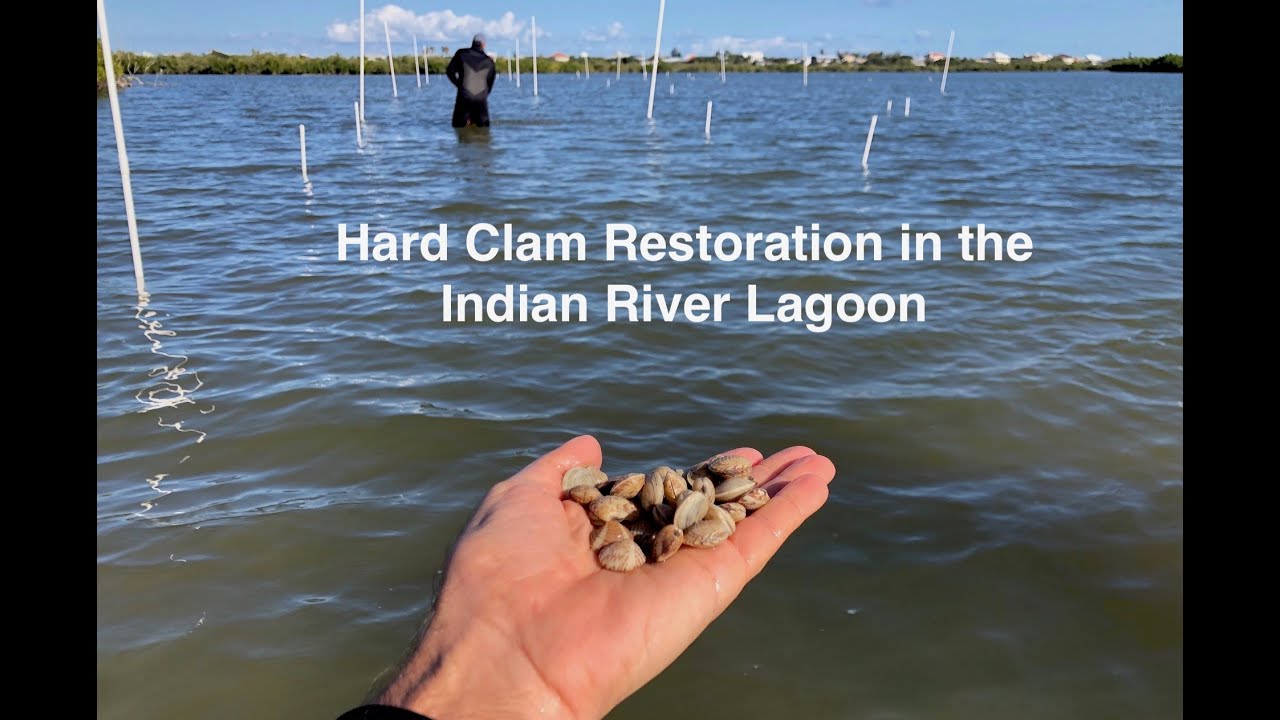 Hard Clam Restoration in the Indian River Lagoon, Florida