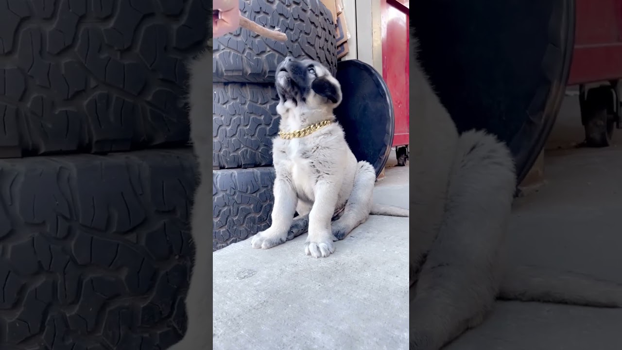 Kurdish Kangal Beast Transformation 🦁&hellip; #kangal #dog #dogs #animals #pitbull #canecorso #doberman