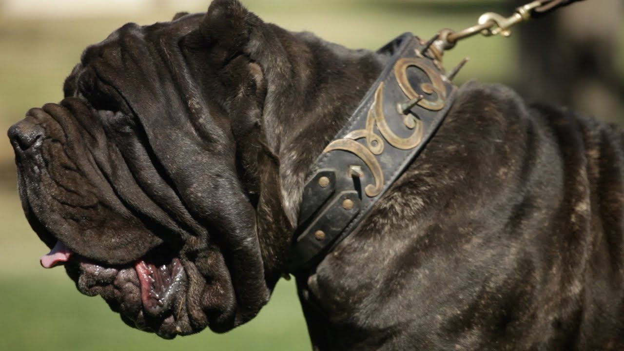 BREEDING A BETTER NEAPOLITAN MASTIFFS FOR HEALTH AND LONGEVITY