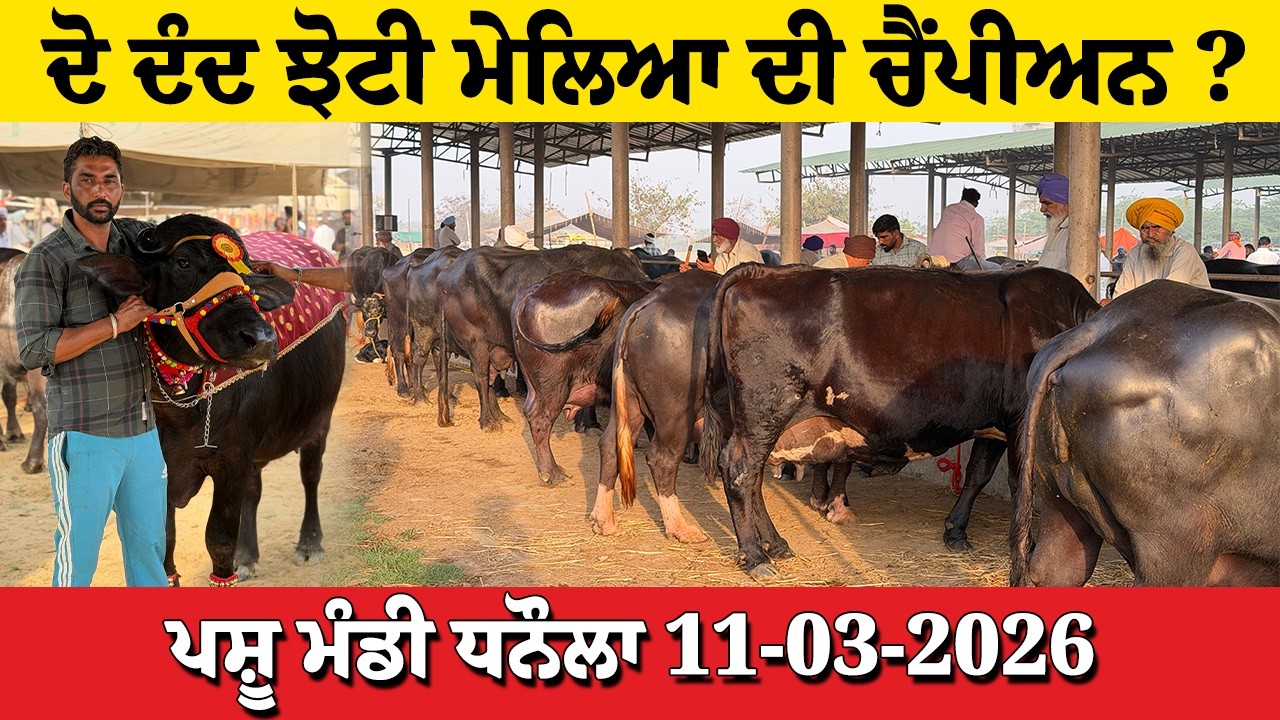 ਦੋ ਦੰਦ ਝੋਟੀ ਮੇਲਿਆ ਦੀ ਚੈਂਪੀਅਨ? ਪਸ਼ੂ ਮੰਡੀ ਧਨੌਲਾ ਬਰਨਾਲਾ 11/03/2026 Pashu Mandi Dhanaula Barnala