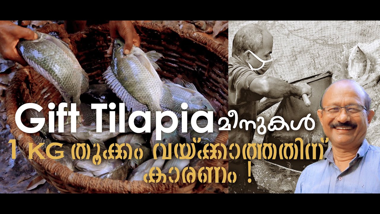 1 Kg ആകുന്ന Gift Tilapia മീനുകൾക്കു തൂക്കം വയ്ക്കാത്തതിന് കാരണം? Gift Tilapia Fish Farming Kerala