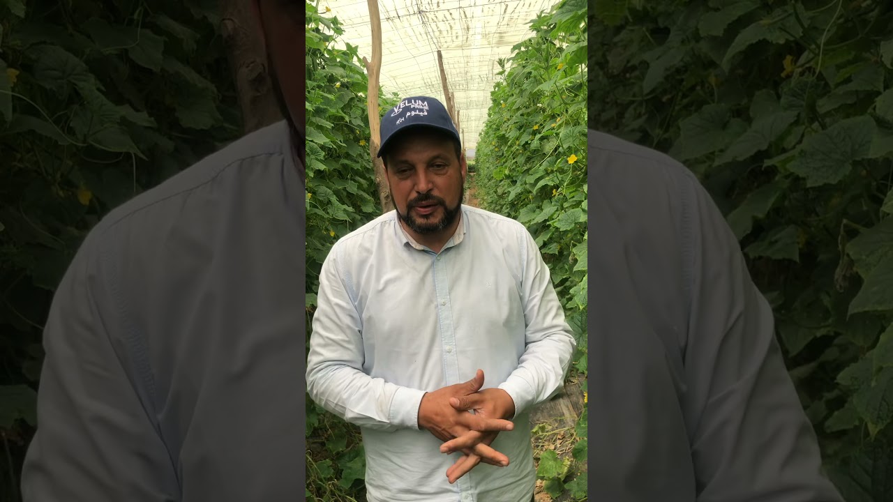 مبيد فيليوم برايم