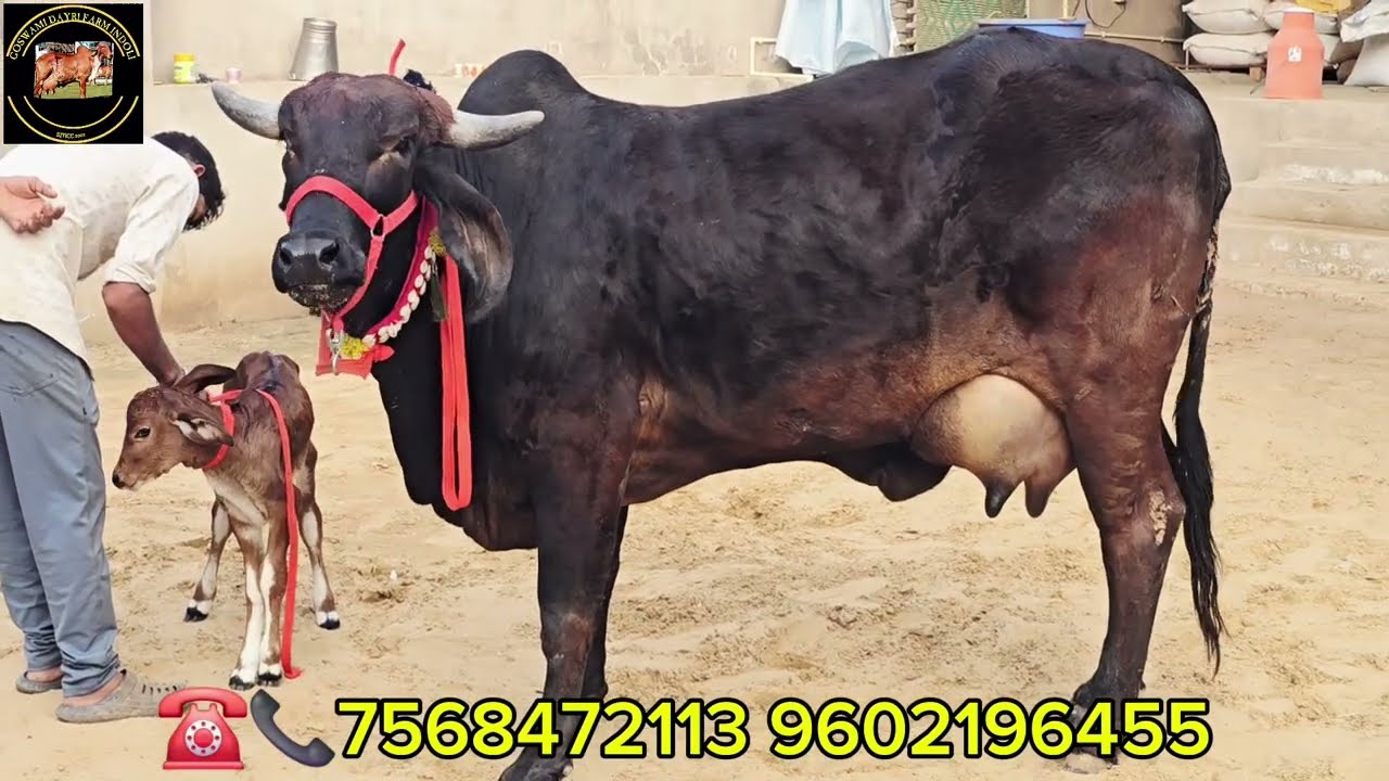 काली कपीला गिर गौधन बछडी वाली 14 लीटर प्रतिदिन दूध क्षमता गाय खरीदने के लिए संपर्क करे ☎️ 7568472113