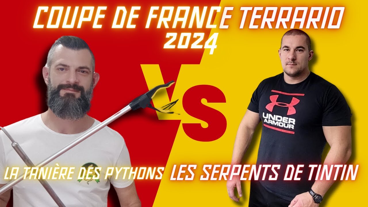 🇫🇷 MATCH #7 : LA TANIÈRE DES PYTHONS V.S LES SERPENTS DE TINTIN La COUPE DE FRANCE TERRARIO 🇫🇷