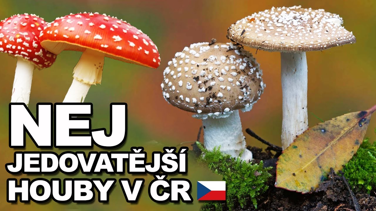 TOP 10 NEJJEDOVATĚJ&Scaron;&Iacute; HOUBY V ČR