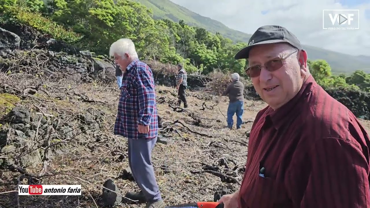 Podar a vinha do Eduíno em São Caetano 2023 Ilha Pico Açores