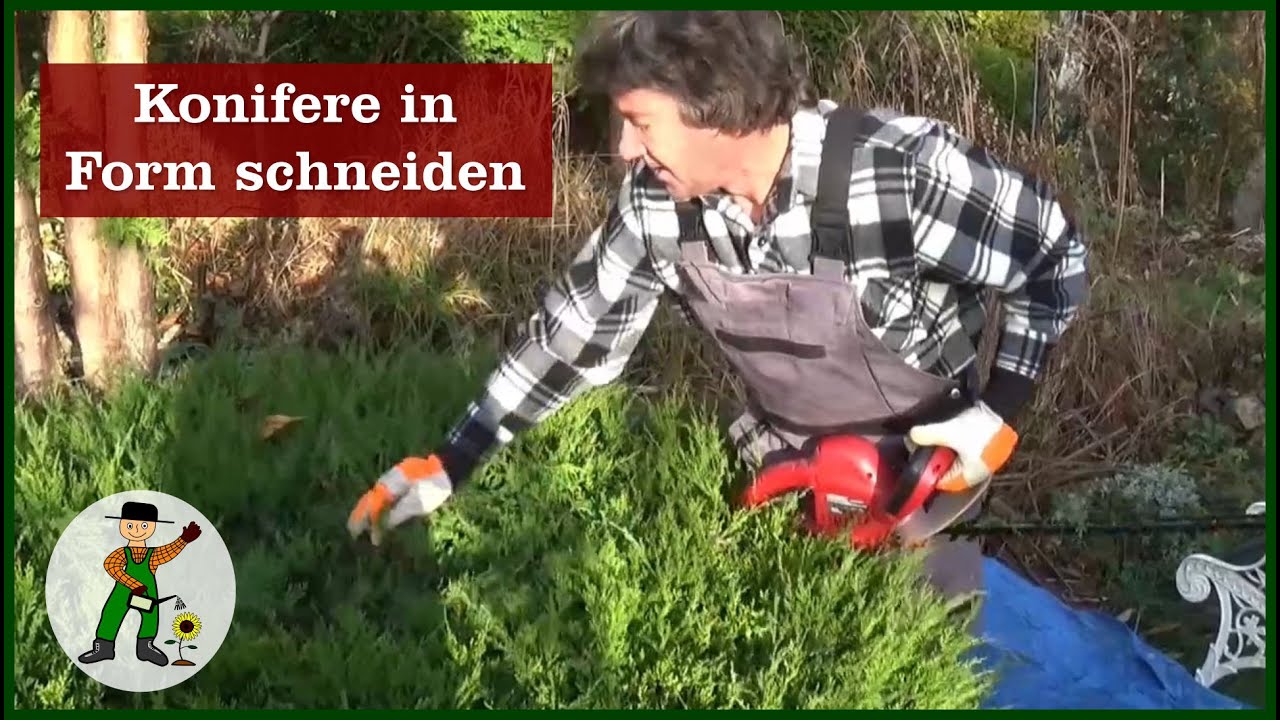 Konifere in Form schneiden