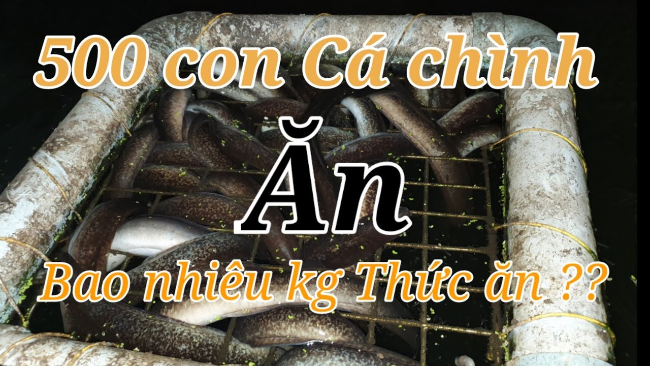 Một bồn cá Chình ăn bao nhiêu kí thức ăn Aquaponics