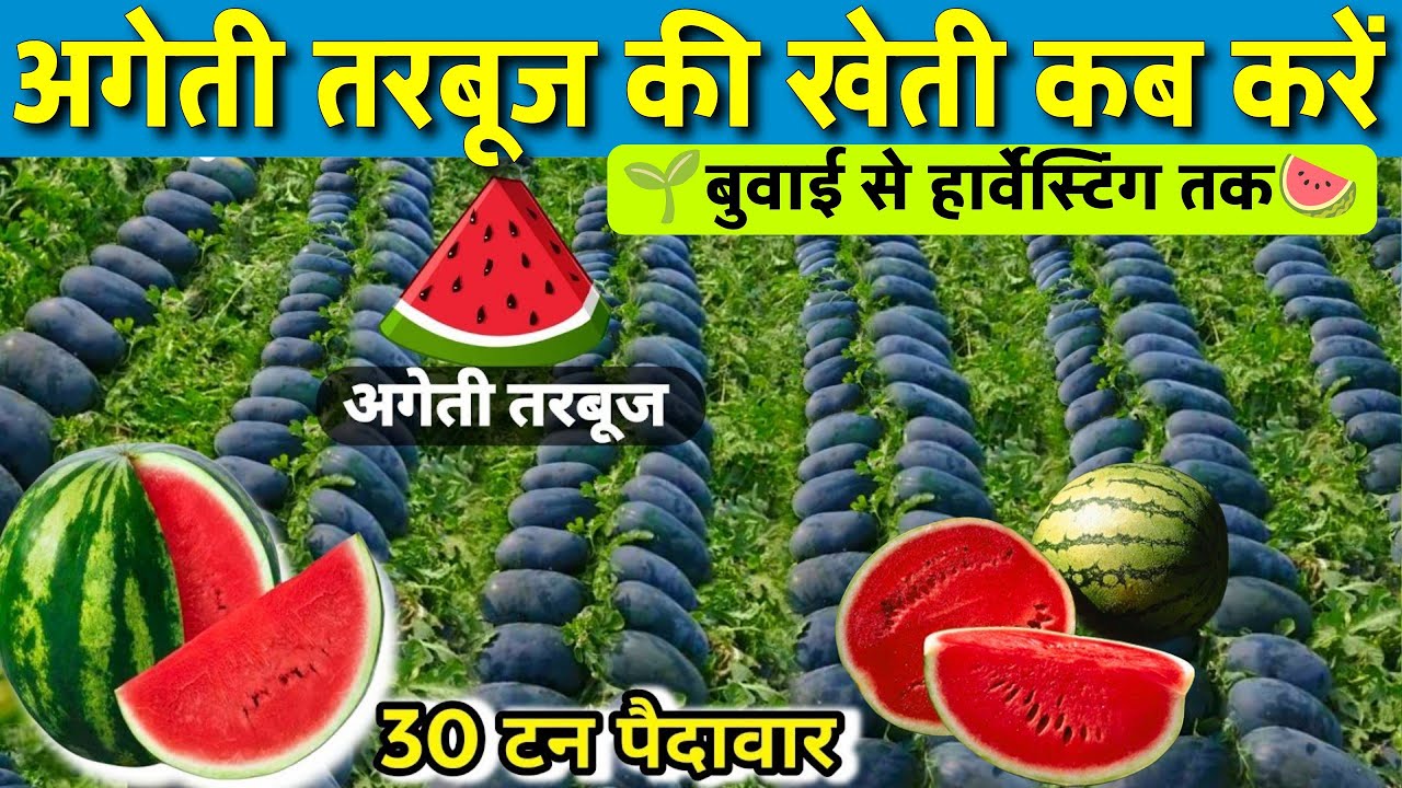 अगेती तरबूज की खेती कब और कैसे करें | Early Watermelon Farming Complete Guide 2026