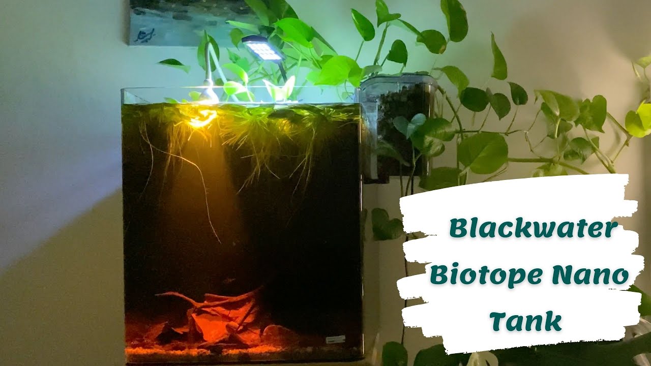 Blackwater Biotope Nano Tank Aquarium