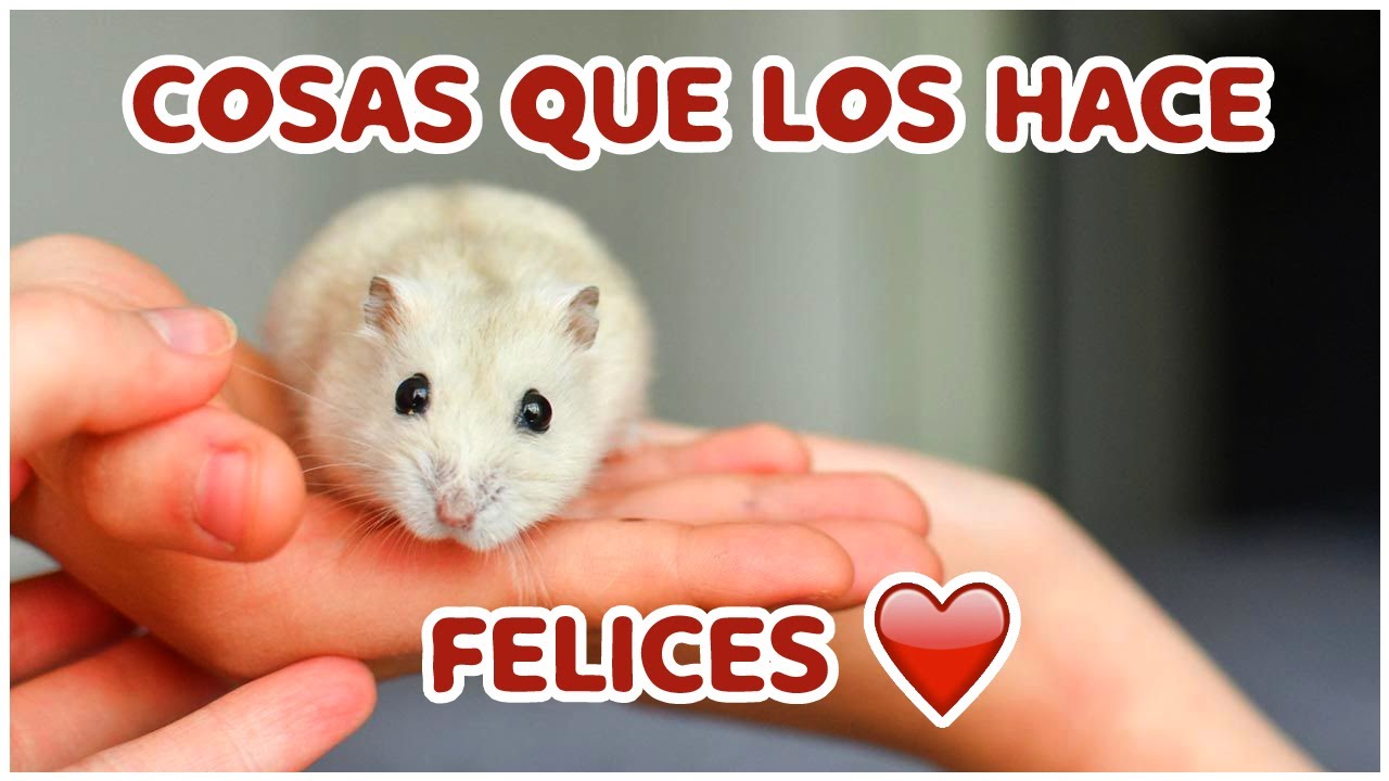 COSAS QUE HACEN FELIZ A UN HAMSTER