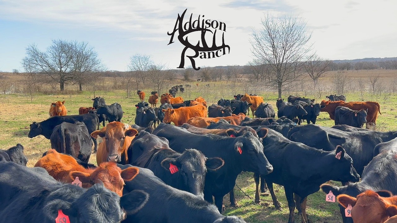Easier to Handle? Goats vs Cows | Moving Livestock to Gain Condition Before Birthing.