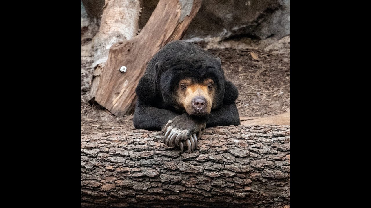 Niedźwiedzie malajskie z Orientarium Zoo Łódź