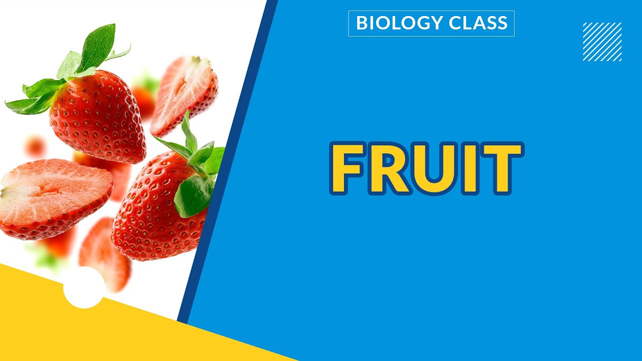 FRUIT | STRUCTURE OF FRUIT | BIOLOGY | LEARNINGHUB | EXAMGUIDE