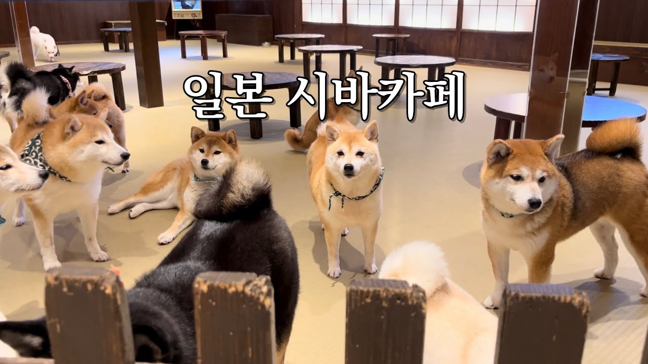 일본에서 17마리 시바견들이랑 놀다왔어요
