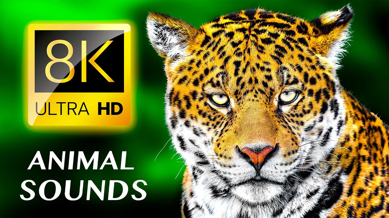 ЗВУКИ ЖИВОТНЫХ 8K УЛЬТРА HD