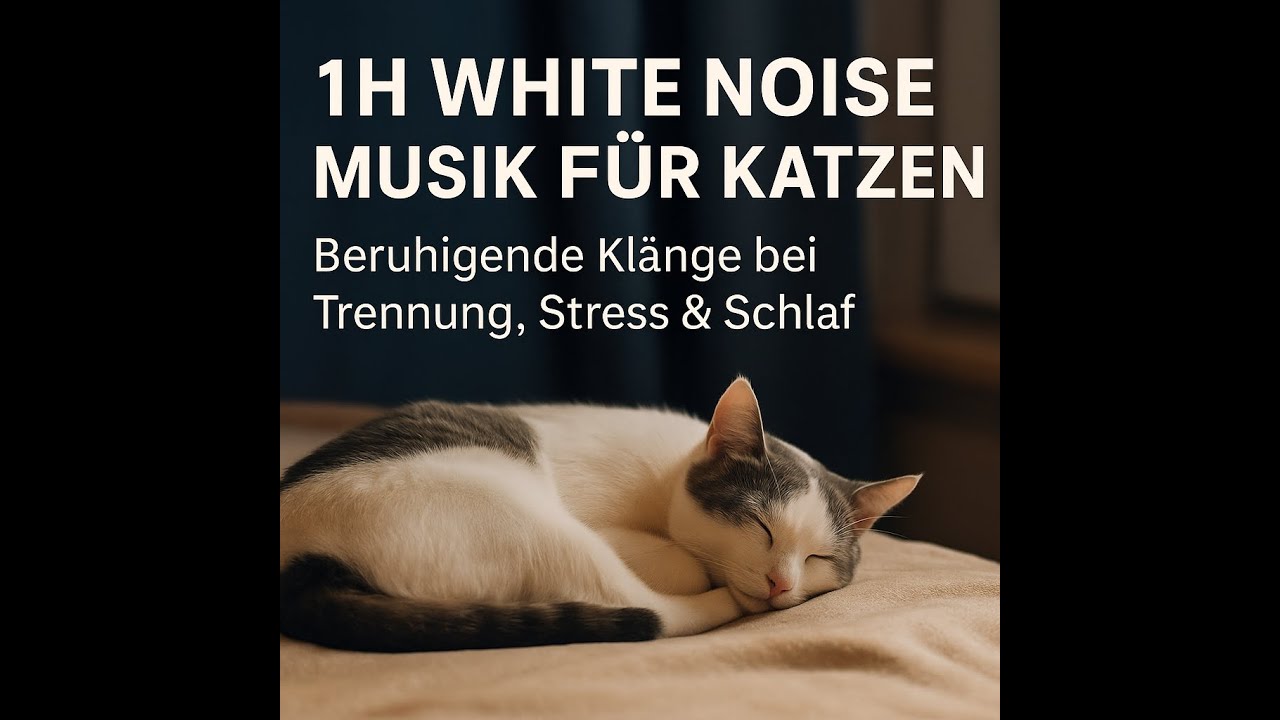 🐱✨ Eddys erste White Noise Sessions – Musik zur Beruhigung für Katzen & ihre Menschen