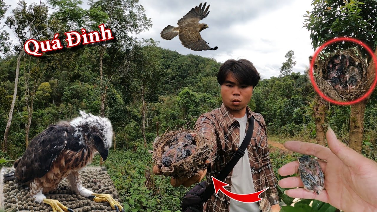 Kiếm Được Hàng Khủng Bé Chim Đáng Thương | Dân Tộc Tây Bắc Tv