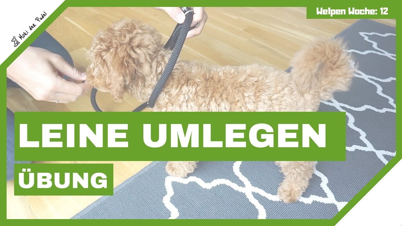 Welpe an Leine gew&ouml;hnen - Leinengew&ouml;hnung zur Vorbereitung f&uuml;r Leinentraining - Puppy Leash Training