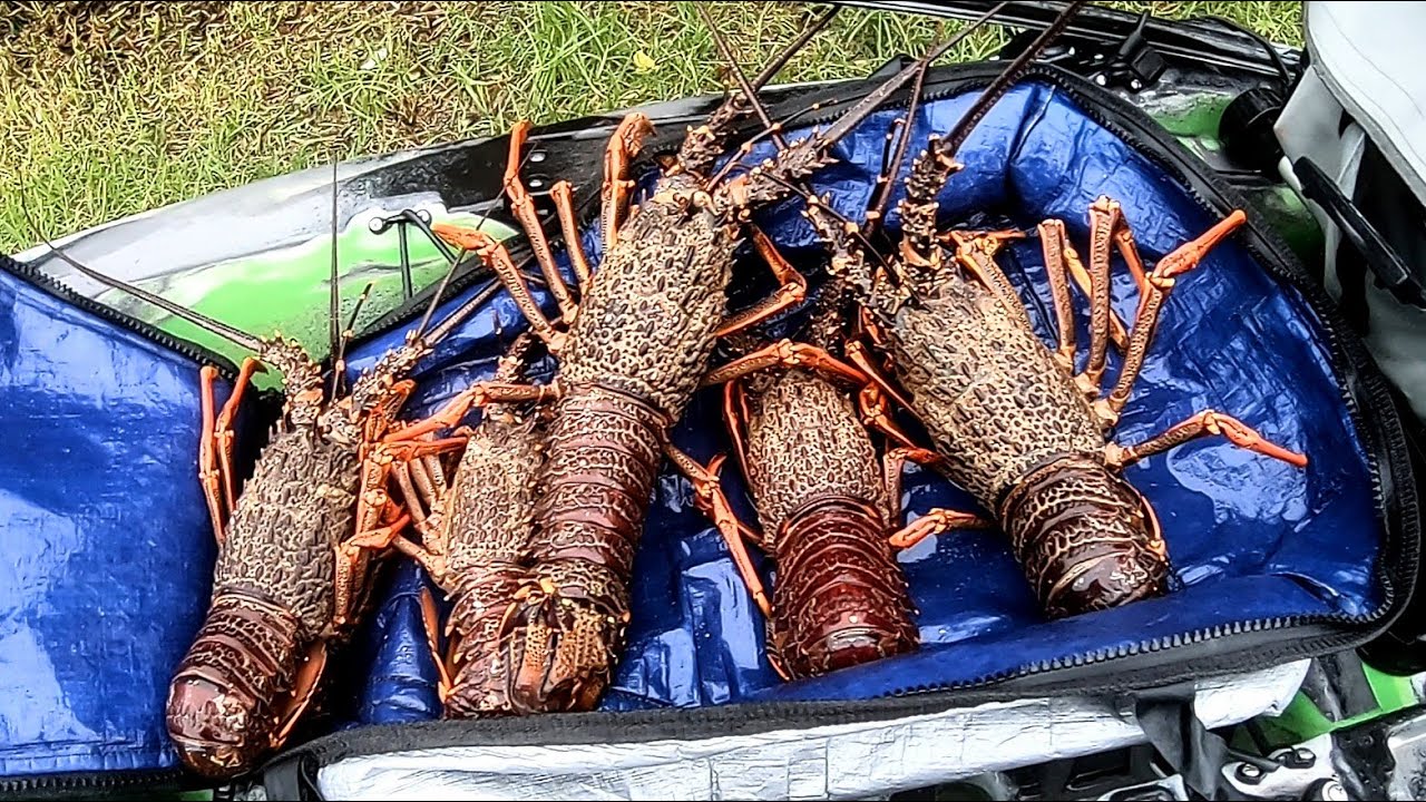 Stocking up on Crayfish for Winter | Freediving New Zealand