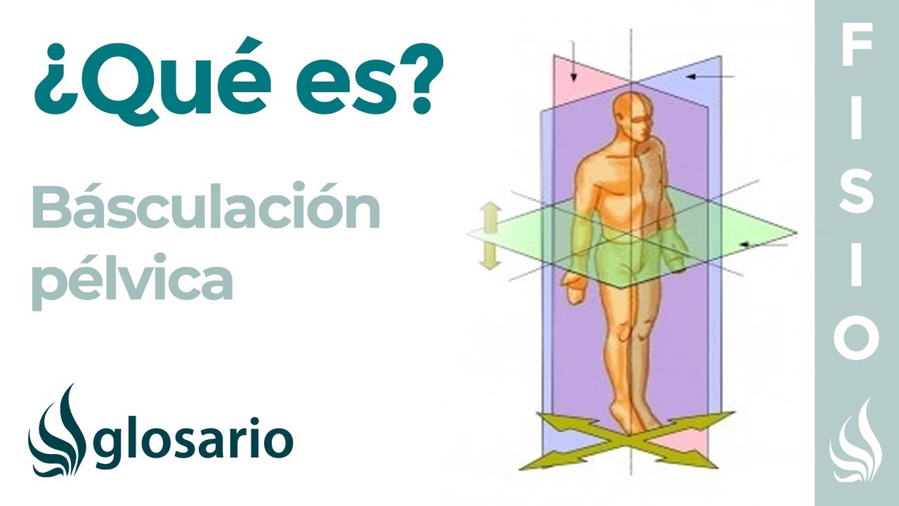 BASCULACI&Oacute;N P&Eacute;LVICA | Qu&eacute; es, estructuras involucradas, cu&aacute;ndo y c&oacute;mo se produce