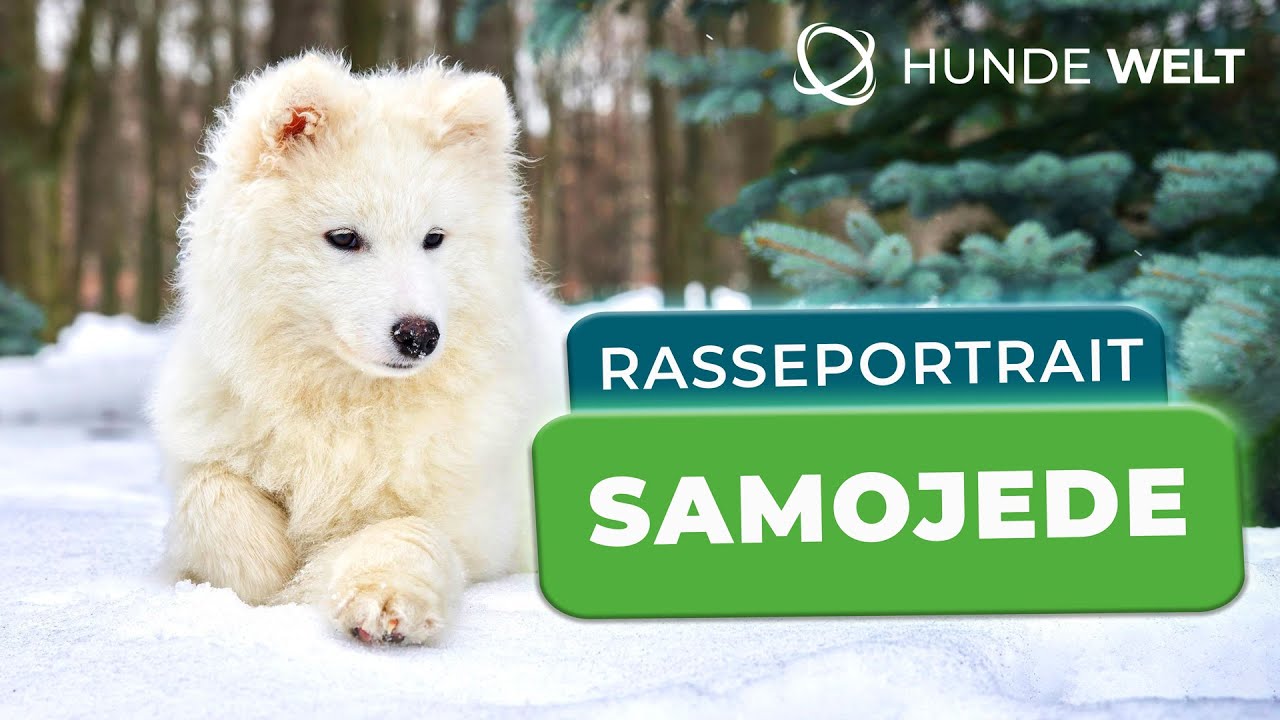 Samojede - Rasseportrait | Wesen, Aussehen und Ern&auml;hrung