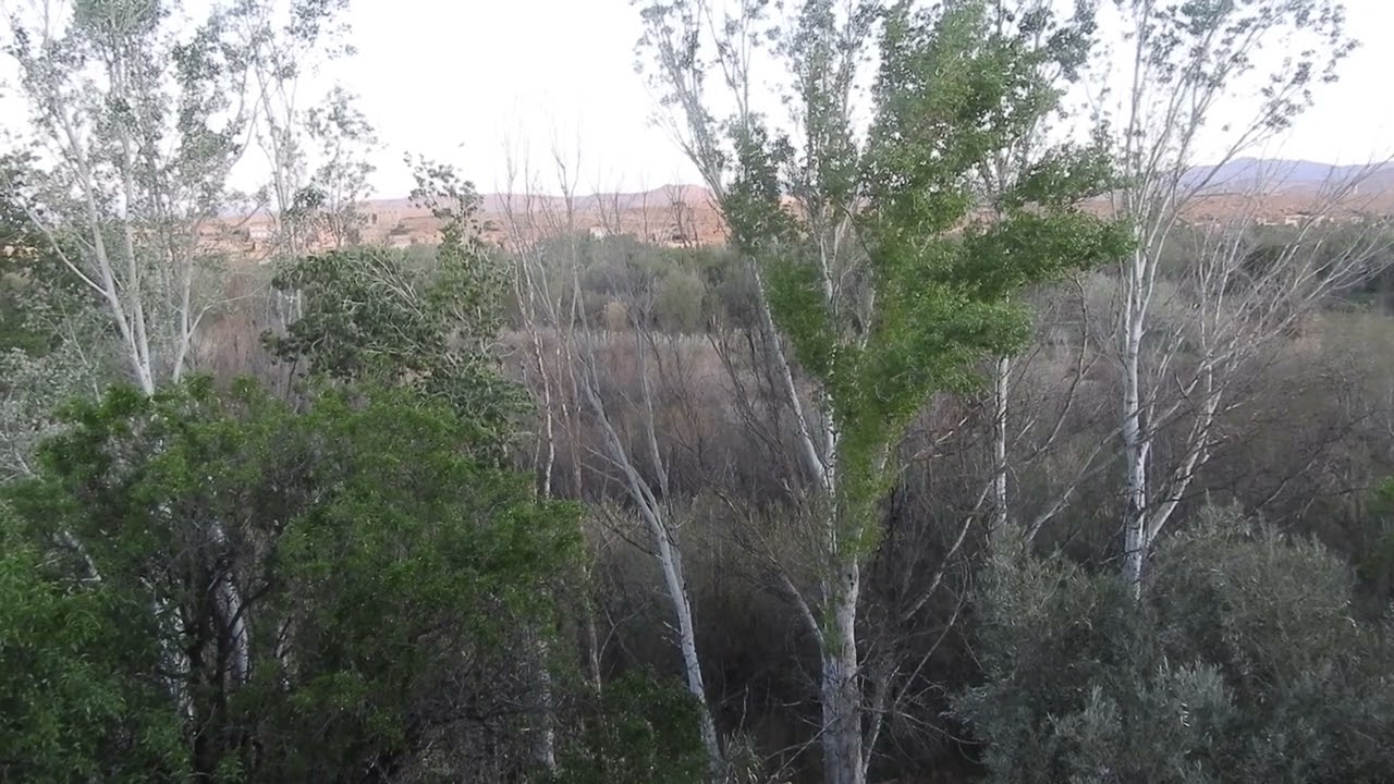 Nightingales Boumalne Morocco 31st March 2022