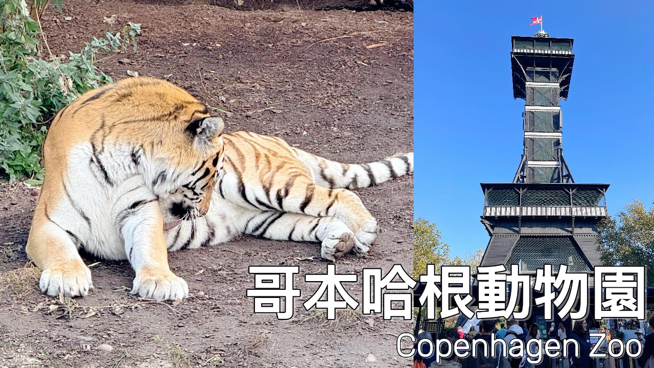 沉浸式哥本哈根動物園 🇩🇰｜Copenhagen Zoo Walking Tour