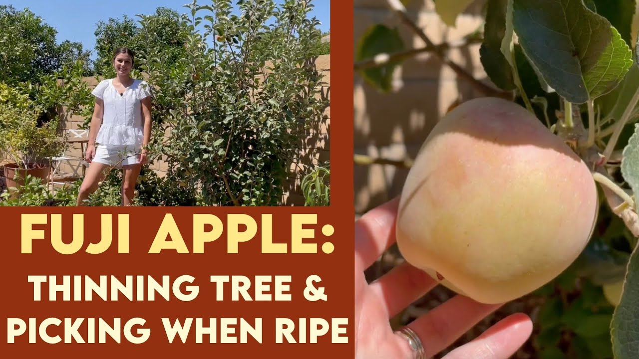 FUJI APPLE TREE: How to Thin Fruit and Picking When Ripe // Plus Taste Testing