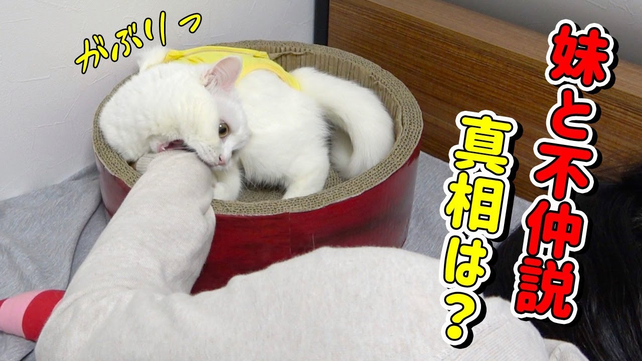 妹と猫の不仲説！果たしてその真相は？？？