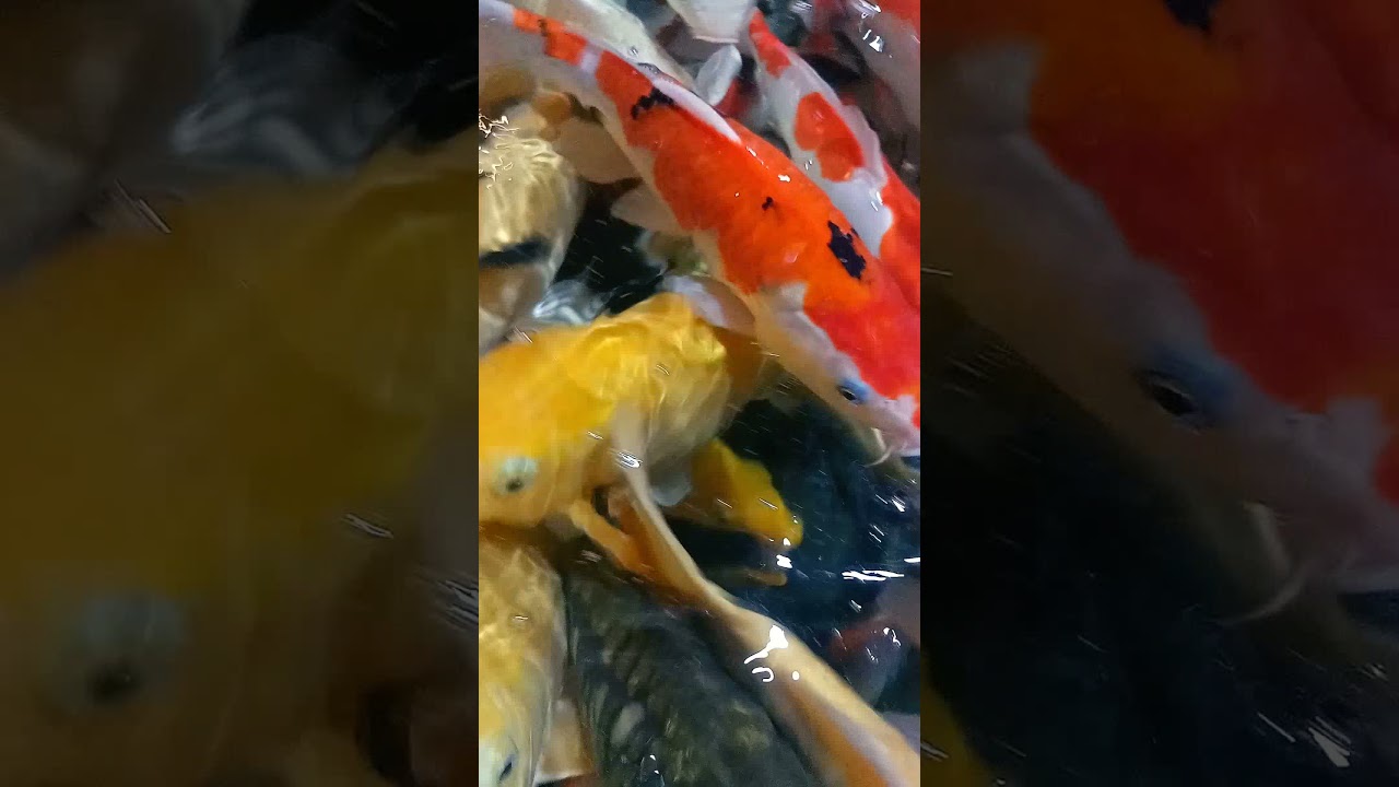 RILEKSASI_KOI 🌟🌟🌟🌟 #ikankoikoi berkualitasnya