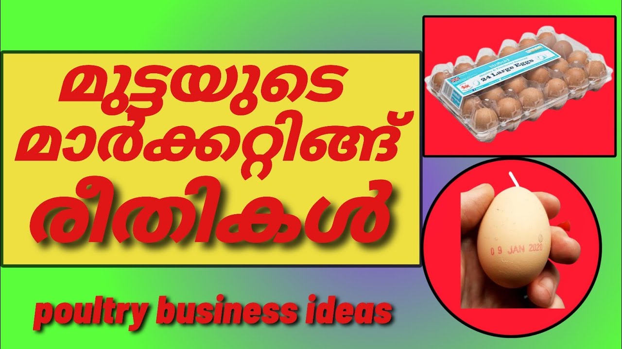 മുട്ടയുടെ മാർക്കറ്റിങ്ങ് രീതികൾ /poultry business ideas