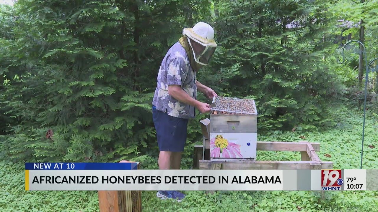 Huntsville Beekeeper Discusses Differences Detween Honey Bees and 'Killer Bees' | July 1, 2025 | New