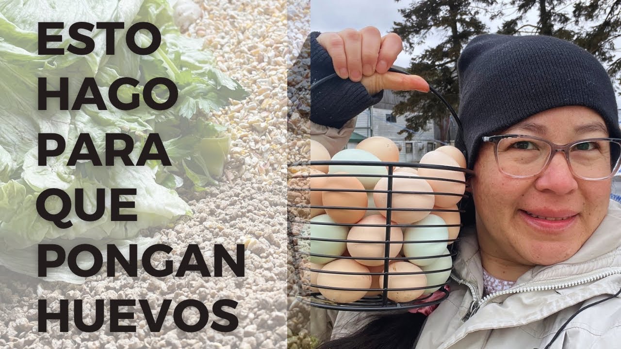 3 maneras de obtener mas huevos en el invierno