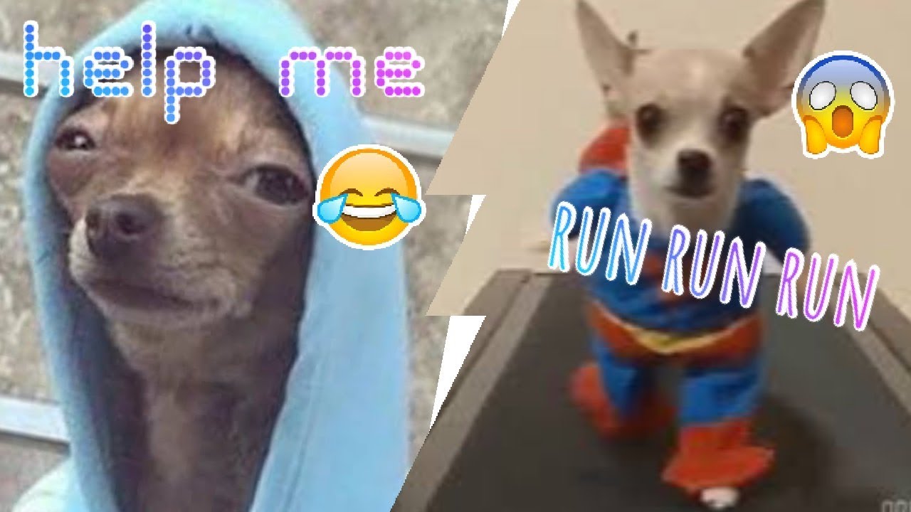 Cute and funny dog photos