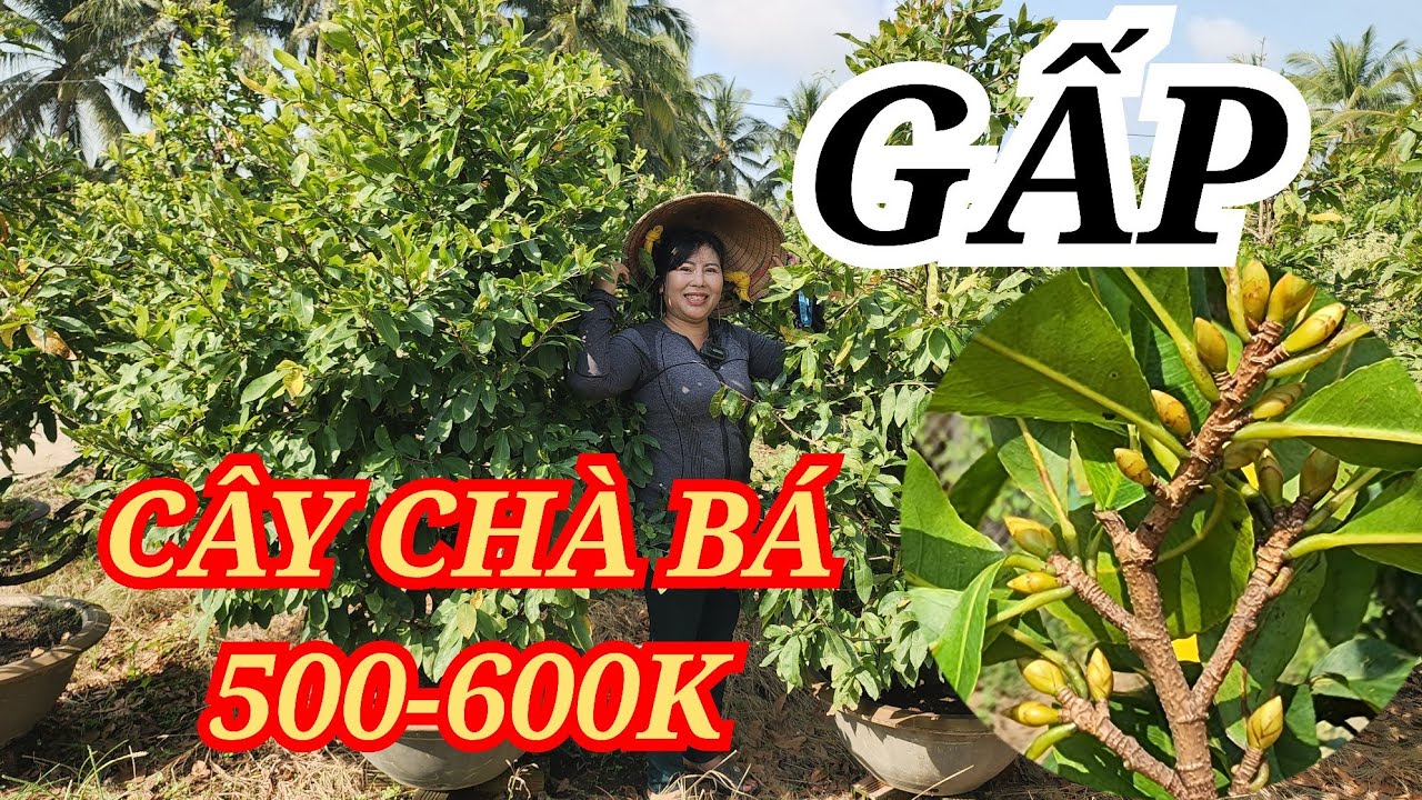 📞 HÀ 0349644293 MAI TÀNG CHƠI TẾT CÂY CHÀ BÁ 500-600K BAO SHIP 21/01/2026 | Bến Tre Ơi