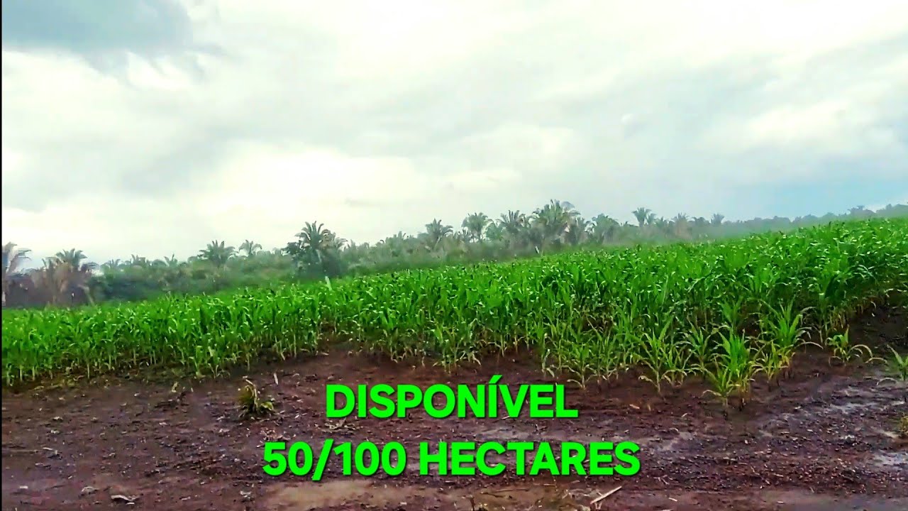 VENDE PROPRIEDADE DE 56/100 HECTARES JÁ COM UM CAMPO DE PLANTAÇÃO DE MILHO EM ESPERANTINA PIAUÍ