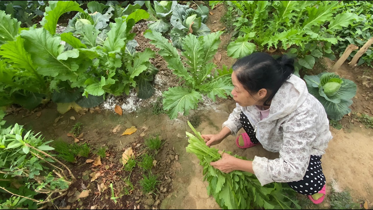 Thu hoạch đỗ ngày 27 tết bất ngờ phát hiện củ su hào sinh đôi giữa vườn rau của mẹ