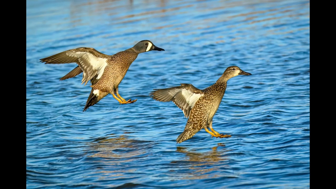 Birds of the Lowcountry Winter 4K