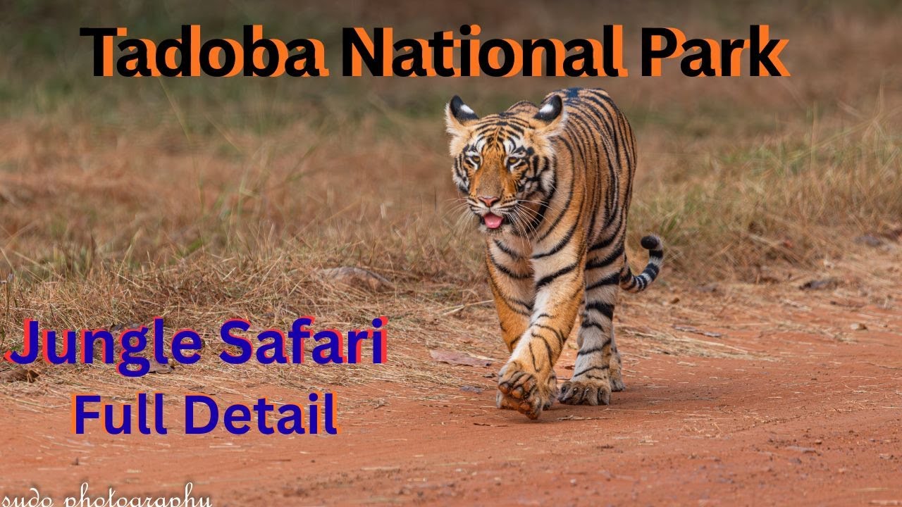 Tadoba Andheri Tiger Reserve | Junona Safari Gate | Dewara Adegaon Safari Gate | Jungle Safari