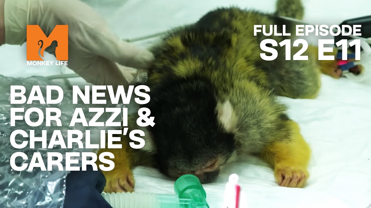 Cancerous Masses are Found... | Season 12 Episode 11 | Full Episode | Monkey Lifee