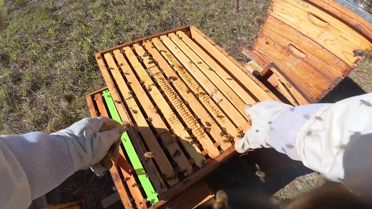 12 20 25 Hive Check. Removed Varroxsan strips. Added feeder.
