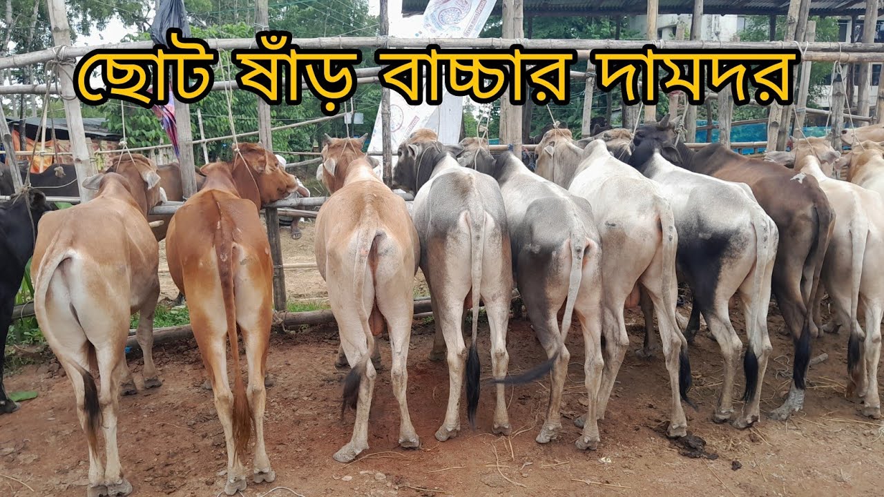 @ ৪ জুলাই, খামার উপযোগী ছোট ষাঁড় বাচ্চার দামদর জানুন, সিলেট