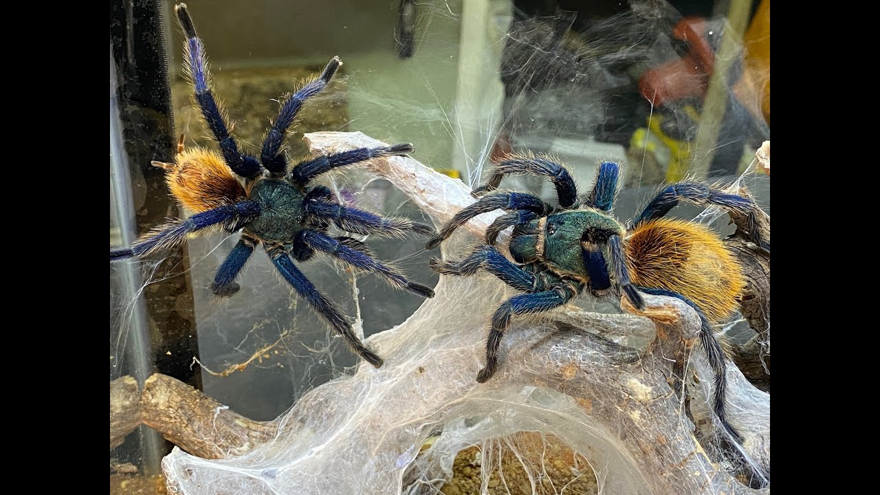 Pairing the GBB , Green Bottle Blue