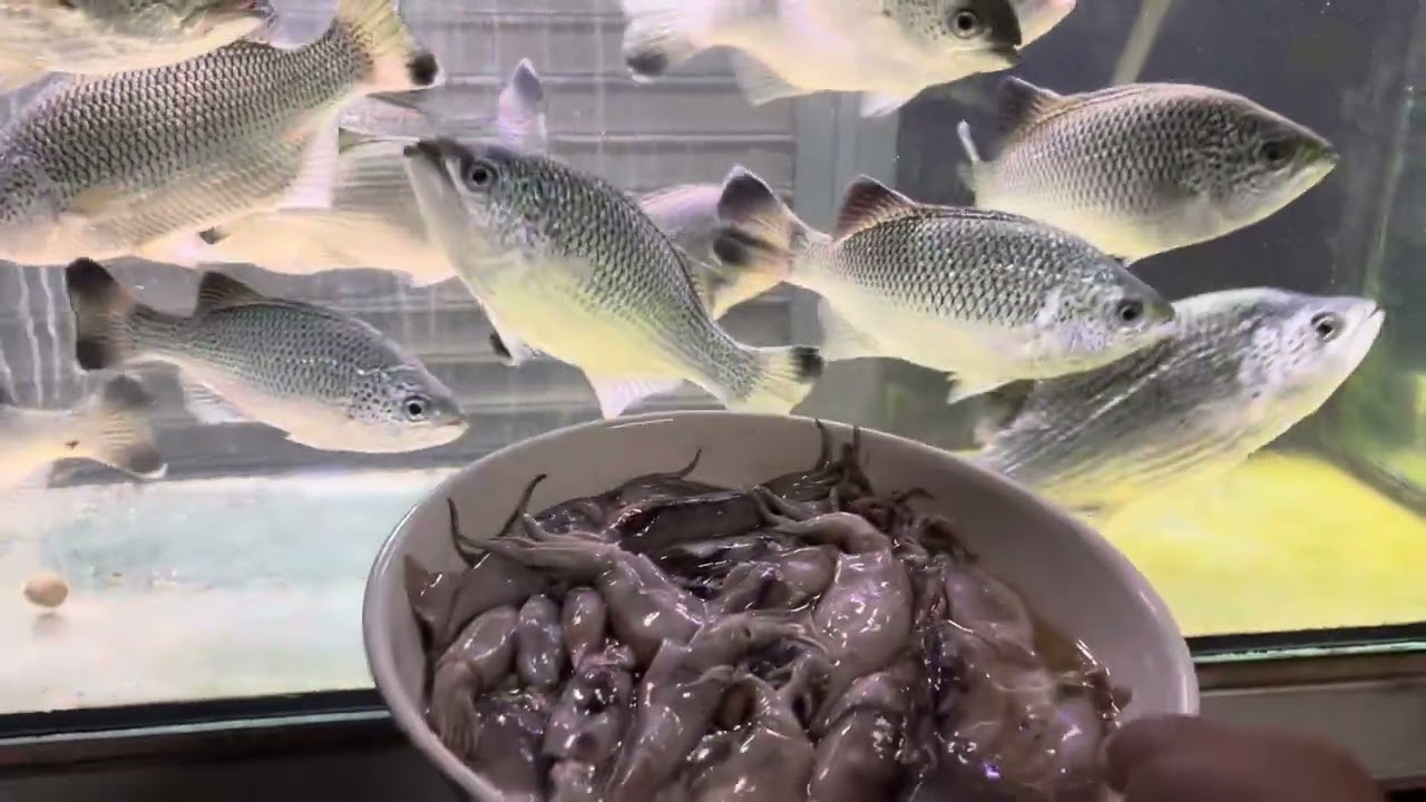 大口湯鯉餵食秀